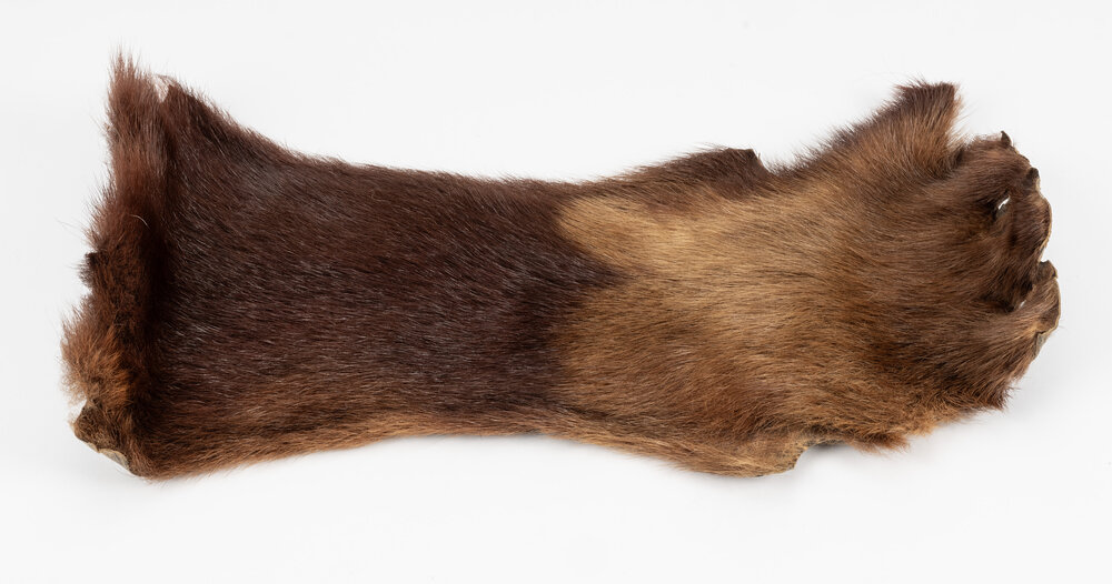 Marmot fur pelt from the North Pacific