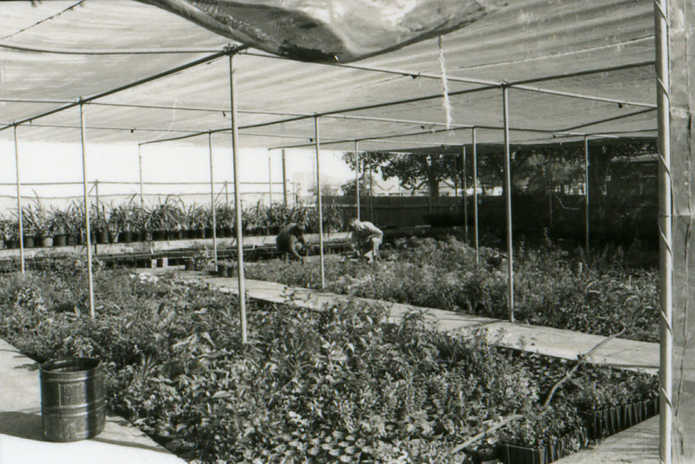 Council's Nursery 1980 (photo 14)