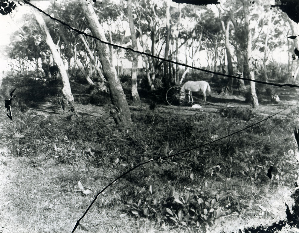 Scenes at the Yarra Bay Pleasure Grounds