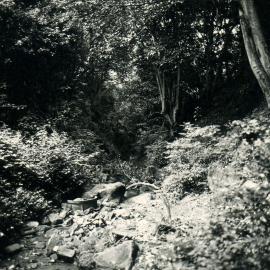 Glebe Gully, 1984 (photo 1)