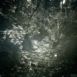 Glebe Gully, 1984 (photo 2)