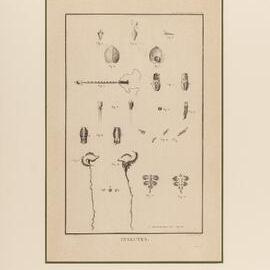 Engraving, Insectes, Pl. 20 of Atlas du voyage de Lapérouse
