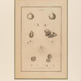 Engraving, Poulettes, Pl. 63 of Atlas du voyage de Lapérouse