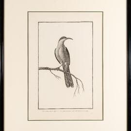 Engraving, Promerops de la Californie septentrionale, Pl. 37 of Atlas du voyage de Lapérouse