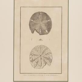 Engraving, Gros oursin de la cote du n.o. de l'Amerique, Pl. 28 of Atlas du voyage de Lapérouse