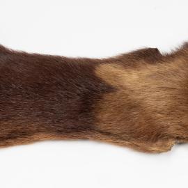 Marmot fur pelt from the North Pacific