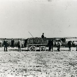Randwick labour farm workers cutting and carting sorghum