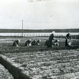 Female prisoners doing agricultural work.