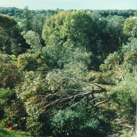 Vandalised trees in Arthur Byrne Reserve