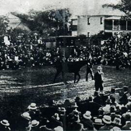 Yearling sales at Newmarket Stables