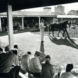 Horse sale at Newmarket Stables, Randwick