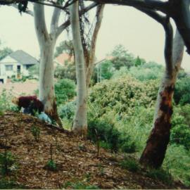 Houses nearby Fred Hollows Reserve