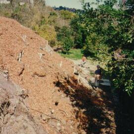 Embankment in Fred Hollows Reserve near Bligh Place