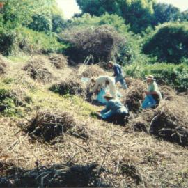 Clearing a lantana patch at Fred Hollows Reserve, Randwick