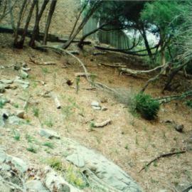 Landscape projects on embankment in Fred Hollows Reserve