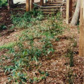 Wooden stairs and new plantings in Fred Hollows Reserve