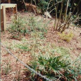 Native garden in Fred Hollows Reserve