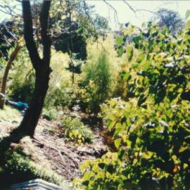 Bushes and trees in Fred Hollows Reserve