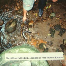 Rare Glebe Gully skink, a resident of Fred Hollows Reserve