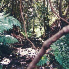 Trees and Gully in Fred Hollows Reserve
