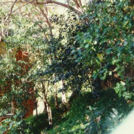 Vegetation near Albi Place (Photo 1/9)