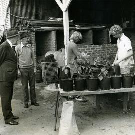 Randwick Council Nursery on Barker Street