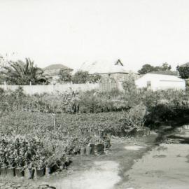 Council's Nursery 1980 (photo 1)