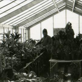 Council's Nursery 1980 (photo 9)