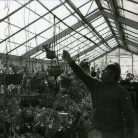 Council's Nursery 1980 (photo 10)