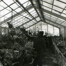Council's Nursery 1980 (photo 11)