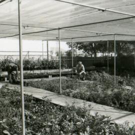 Council's Nursery 1980 (photo 12)