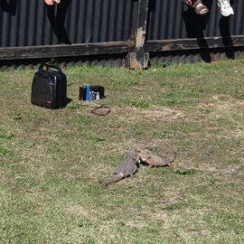 John Cann's final snake show (photo 6)
