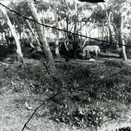 Scenes at the Yarra Bay Pleasure Grounds