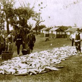 Mullet Haul at Yarra Bay Pleasure Grounds