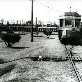 Tram headed to Randwick Racecourse